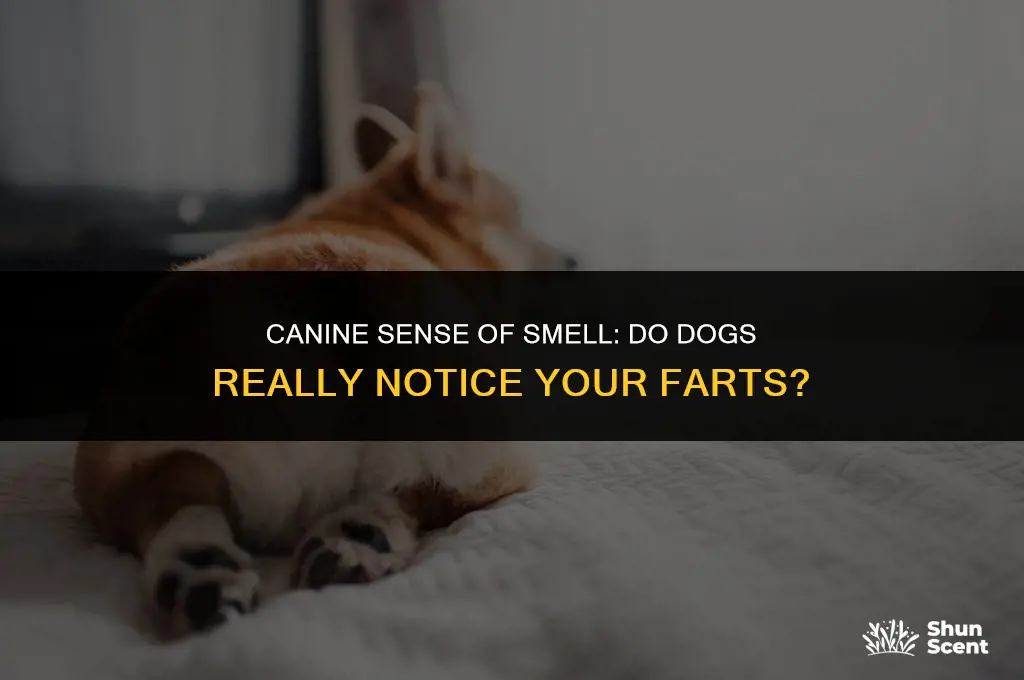 can dogs smell your farts