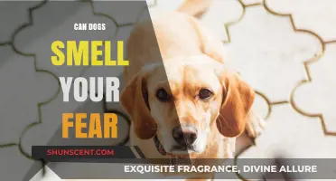 Can Dogs Smell Your Fear? The Science Behind Canine Senses