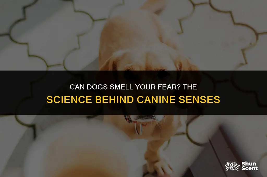 can dogs smell your fear