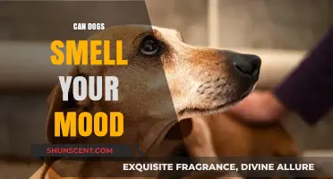 Can Dogs Smell Your Mood? The Science Behind Canine Empathy