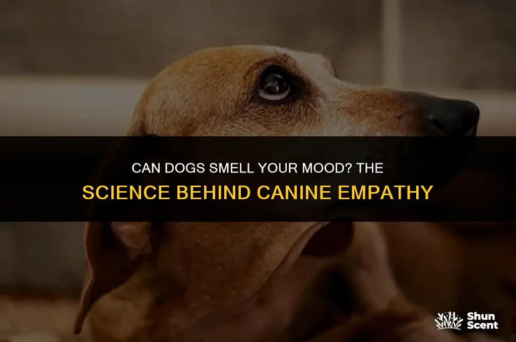 can dogs smell your mood