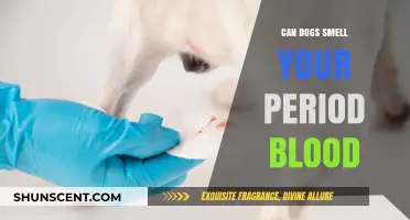 Can Dogs Detect Menstruation? The Science Behind Their Incredible Sense of Smell