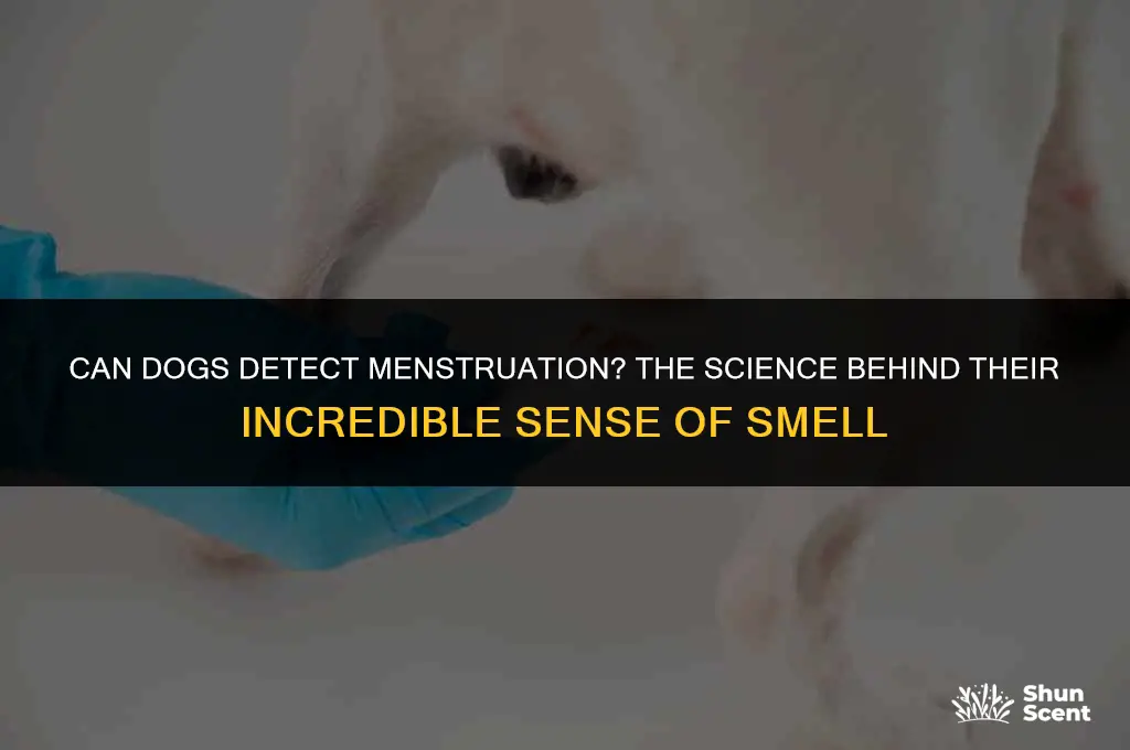 can dogs smell your period blood