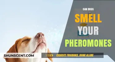 Can Dogs Smell Your Pheromones? Unveiling the Canine Sense of Smell