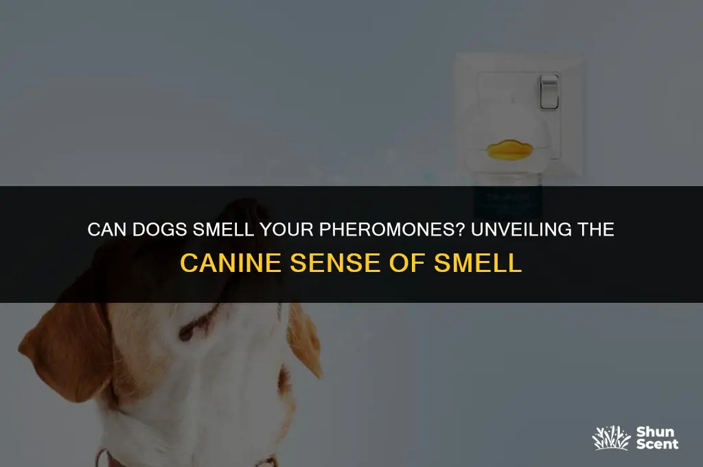 can dogs smell your pheromones
