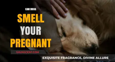 Can Dogs Detect Pregnancy? The Surprising Truth About Their Sense of Smell