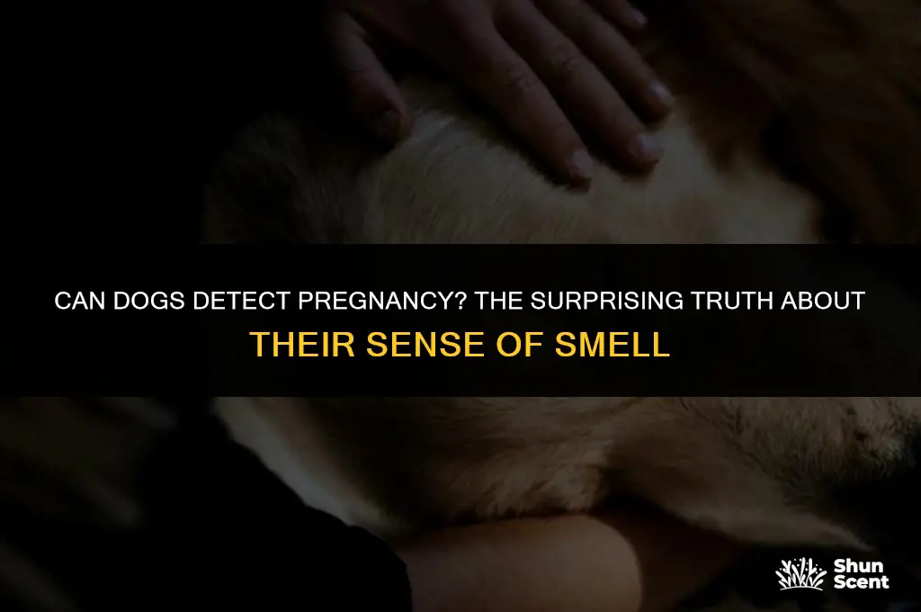 can dogs smell your pregnant