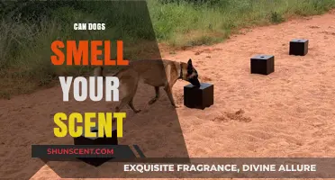 Can Dogs Detect Your Unique Scent? Unlocking Their Olfactory Superpowers