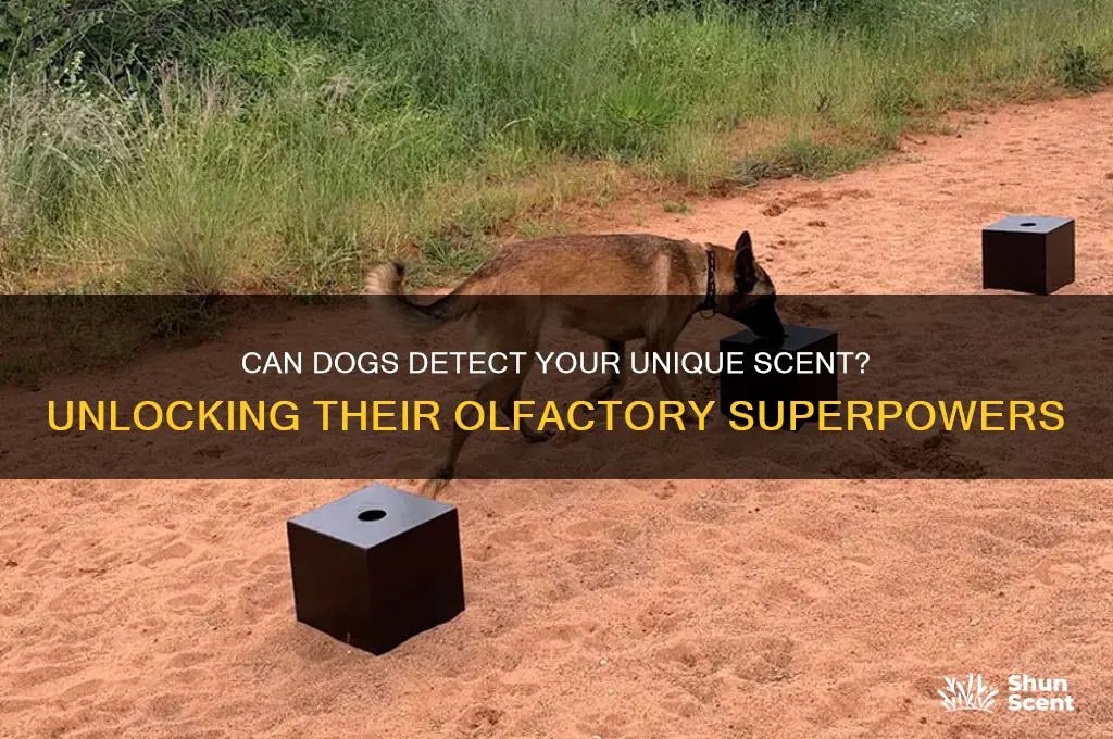 can dogs smell your scent