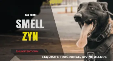 Can Dogs Detect Zyn? Unveiling the Truth Behind Their Incredible Sense of Smell