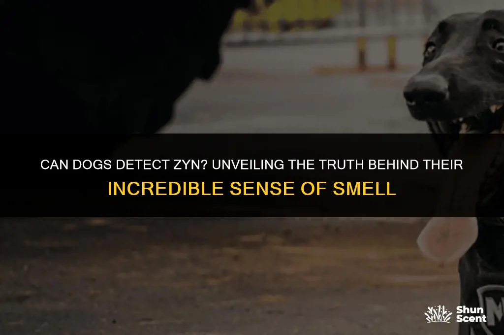 can dogs smell zyn