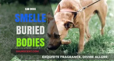 Can Dogs Sniff Out Buried Bodies? The Science Behind Their Incredible Sense of Smell
