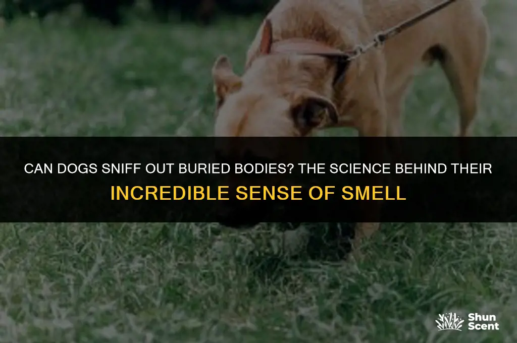 can dogs smelle buried bodies