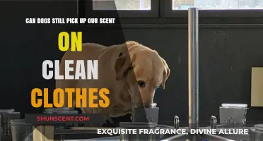 Can Dogs Detect Our Scent on Freshly Washed Clothes?