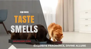 Unleashing the Secrets: Can Dogs Really Taste Smells?