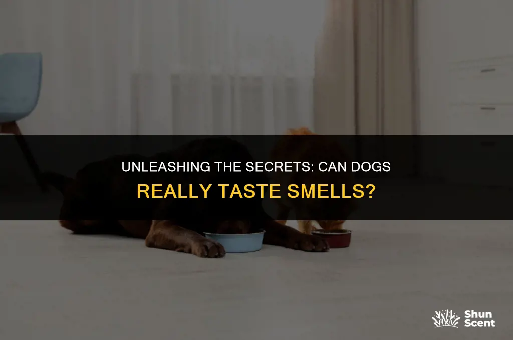 can dogs taste smells
