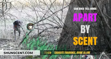 Can Dogs Differentiate Bird Species Through Scent Alone?