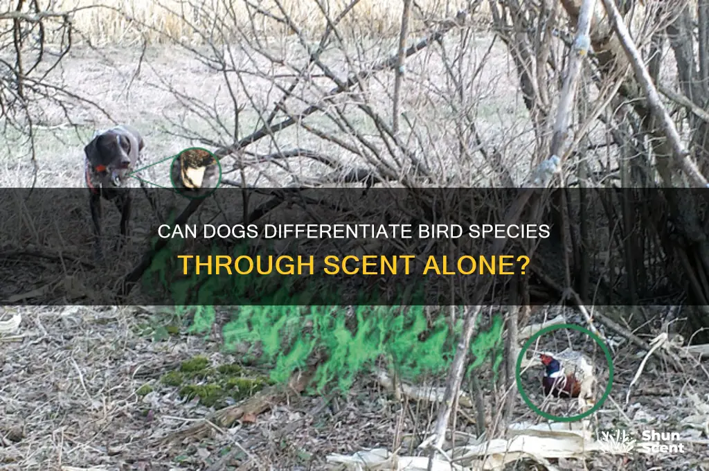 can dogs tell birds apart by scent