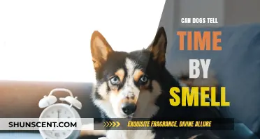 Sniffing Out Time: Can Dogs Really Tell Time by Smell?