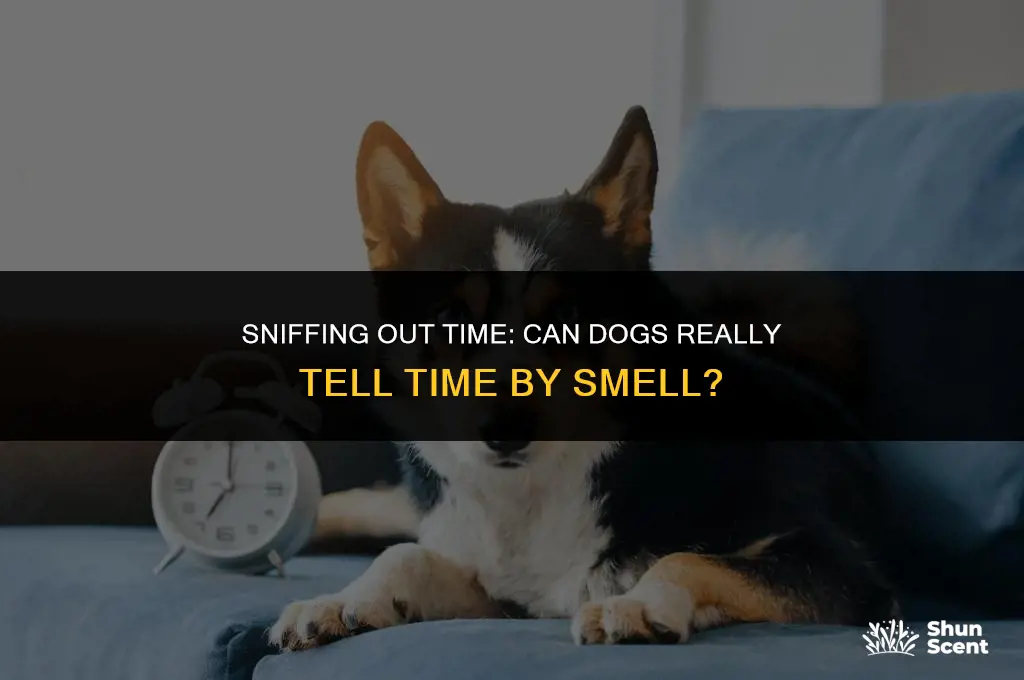 can dogs tell time by smell