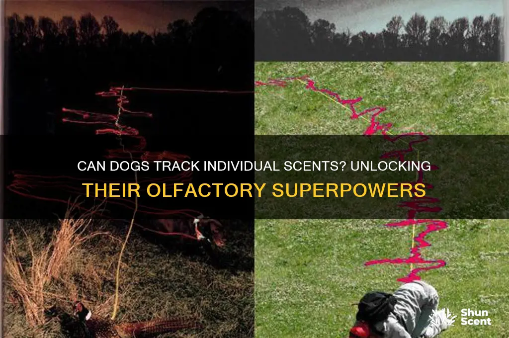 can dogs track individual scents