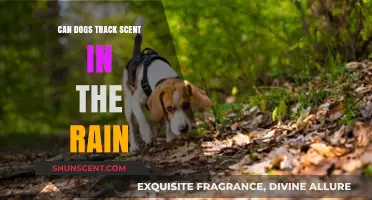 Can Dogs Track Scents in the Rain? Uncovering Canine Olfactory Abilities