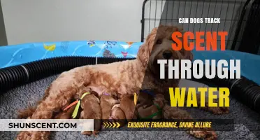 Can Dogs Track Scents Underwater? Exploring Canine Olfactory Abilities
