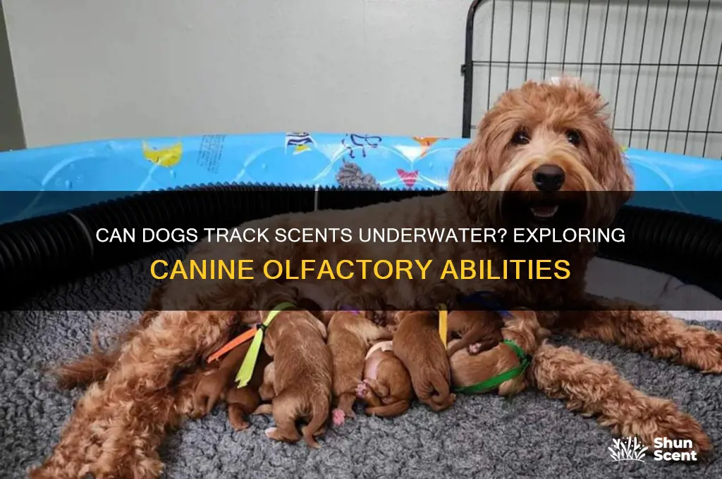can dogs track scent through water