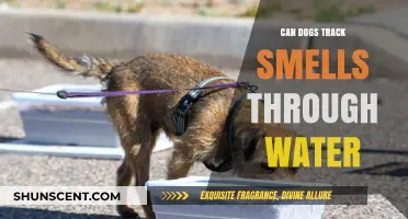 Can Dogs Track Smells Through Water: A Scientific Exploration