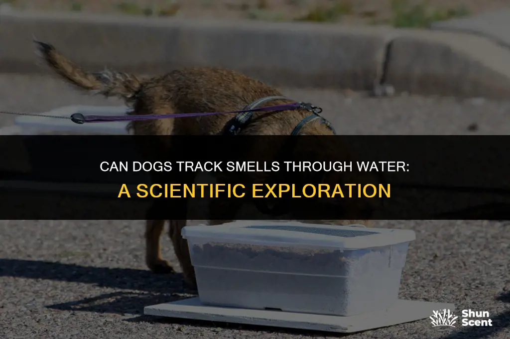 can dogs track smells through water