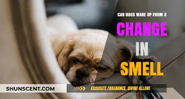 Can Dogs Wake Up from a Change in Smell?