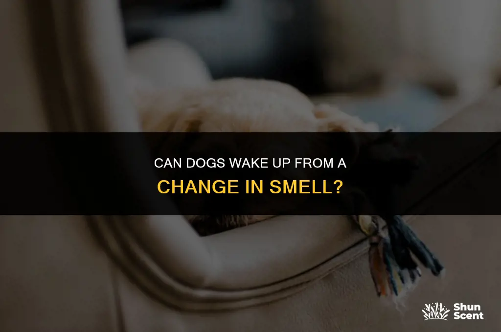 can dogs wake up from a change in smell