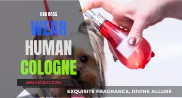 Should Dogs Wear Human Cologne? Understanding Fragrance Safety