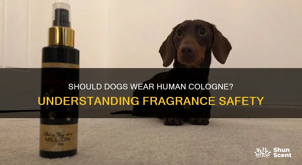 can dogs wear human cologne