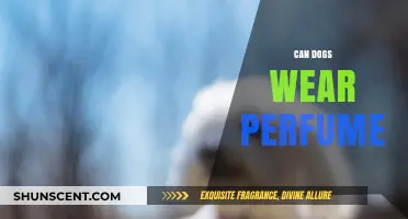Should Your Dog Wear Perfume?