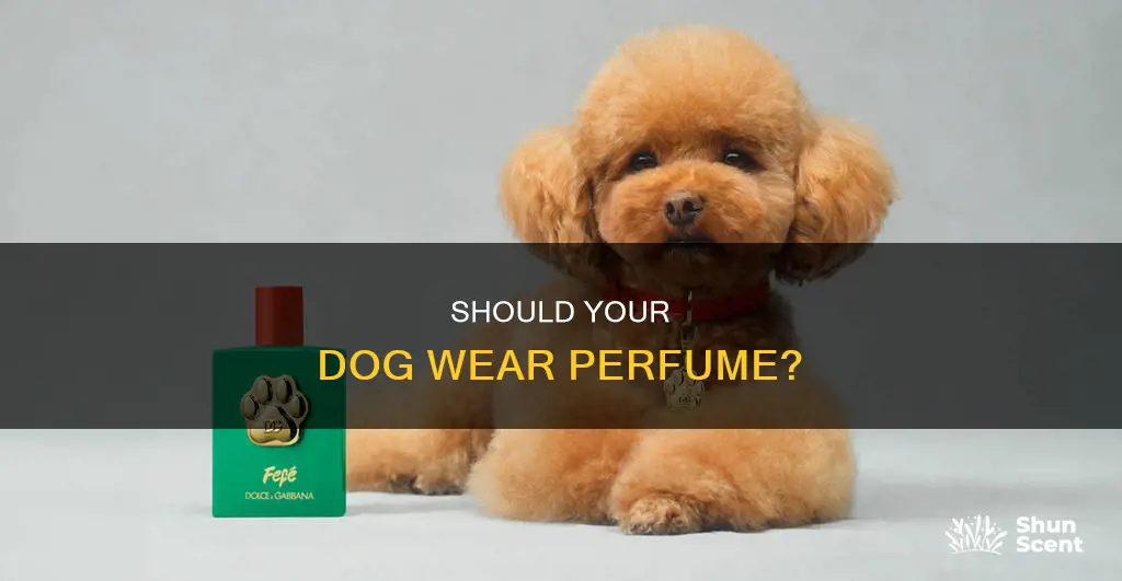 can dogs wear perfume