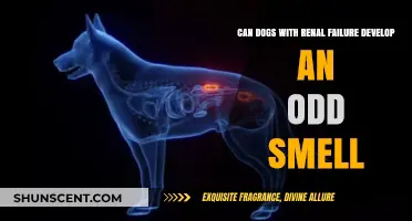 Exploring the Link Between Renal Failure and Unusual Odors in Dogs