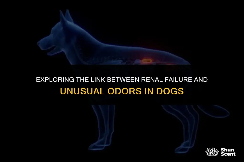 can dogs with renal failure develop an odd smell