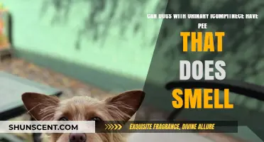 Understanding Urinary Incontinence in Dogs: Causes and Solutions