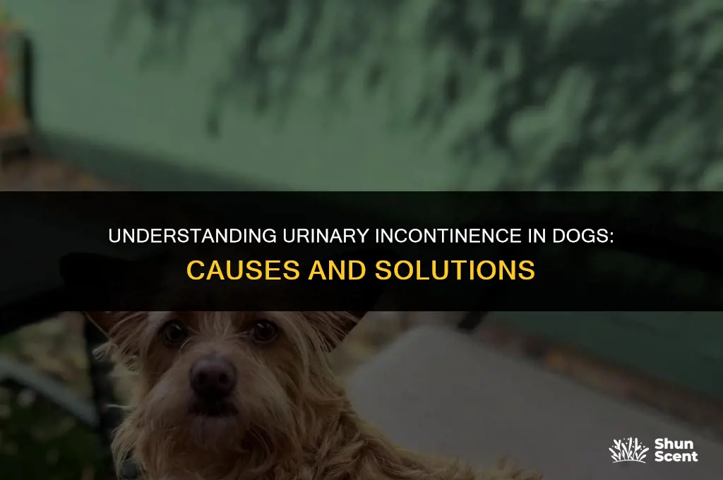 can dogs with urinary icompitnece have pee that does smell