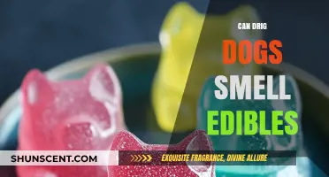 Can Drug Dogs Detect Edibles? Myths and Facts Uncovered