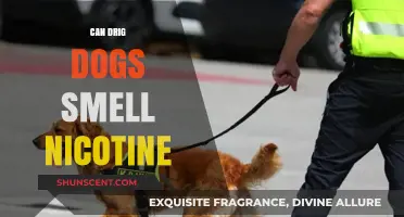 Can Drug Dogs Detect Nicotine? Exploring Their Capabilities