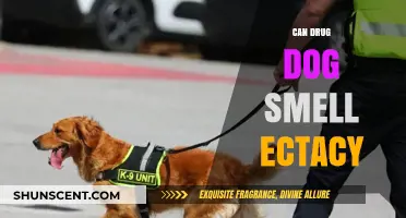 Can Drug Dogs Detect Ecstasy? An In-Depth Look at Canine Detection Abilities
