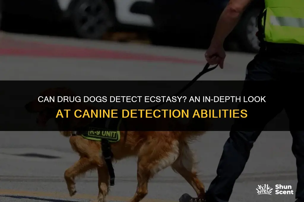 can drug dog smell ectacy