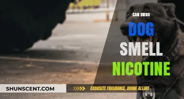 Can Drug Dogs Detect Nicotine? Exploring Their Capabilities