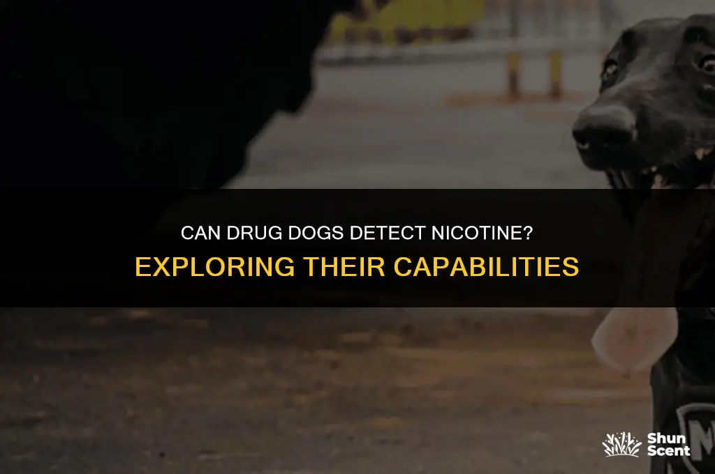 can drug dog smell nicotine