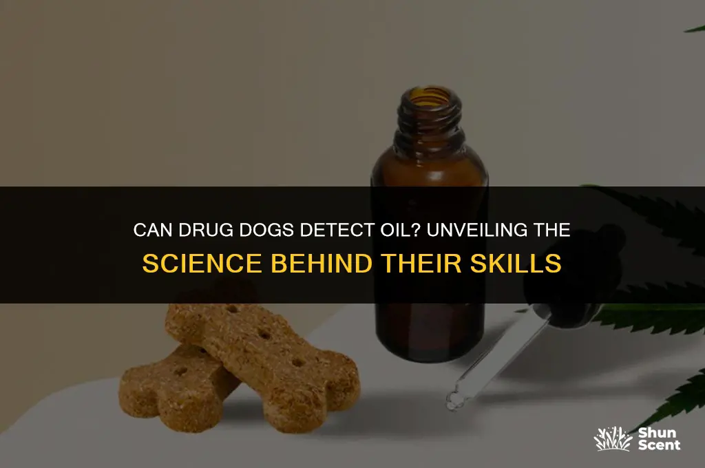 can drug dog smell oil
