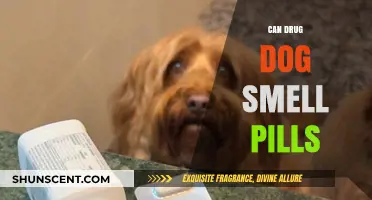 Can Drug Dogs Sniff Out Pills? The Truth Behind Their Detection Abilities