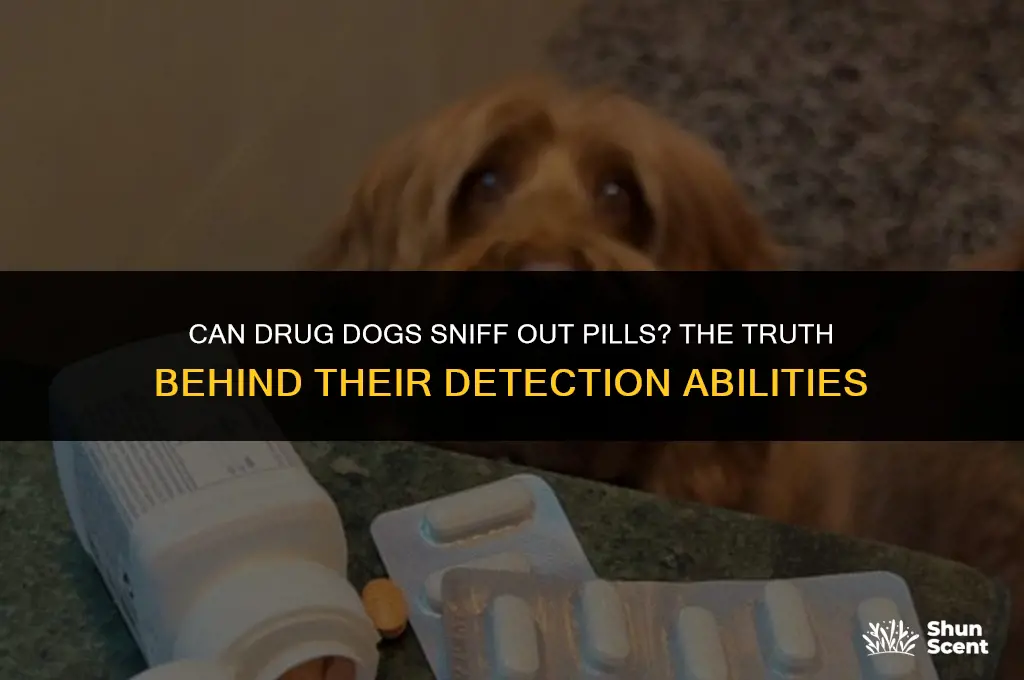 can drug dog smell pills