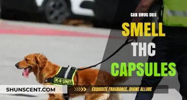 Can Drug Dogs Detect THC Capsules? Exploring Their Capabilities